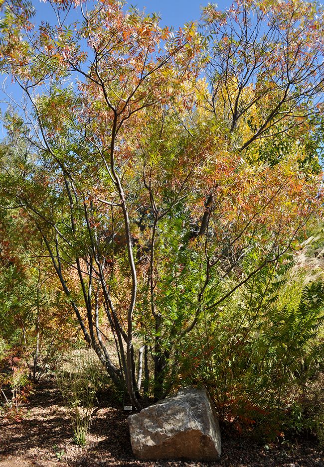 Rhus lanceolata UFEI SelecTree A Tree Selection Guide