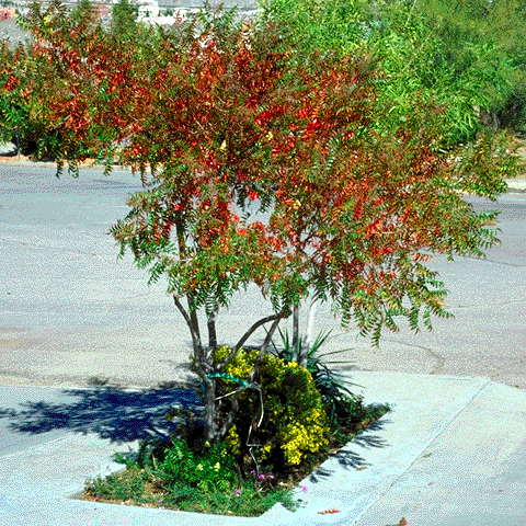Rhus lanceolata Chihuahuan Desert Plants Rhus lanceolata