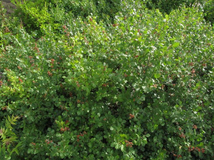 Rhus trilobata sumac Rhus trilobata