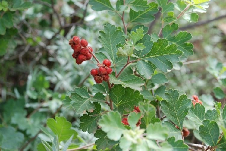 Rhus trilobata lrRhustrilobata5jpg