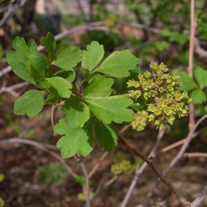 Rhus trilobata SEINet Arizona Chapter Rhus aromatica var trilobata