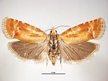 Rhyacionia buoliana httpsuploadwikimediaorgwikipediacommonsthu