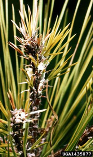 Rhyacionia frustrana Nantucket pine tip moth Rhyacionia frustrana Comstock
