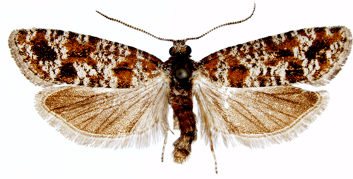 Rhyacionia pinivorana Rhyacionia pinivorana Insecta Lepidoptera Tortricidae