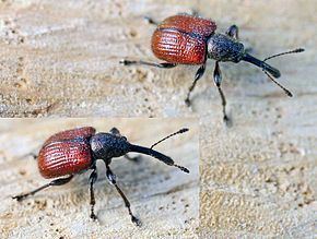 Rhynchitidae Rhynchitidae Wikipdia
