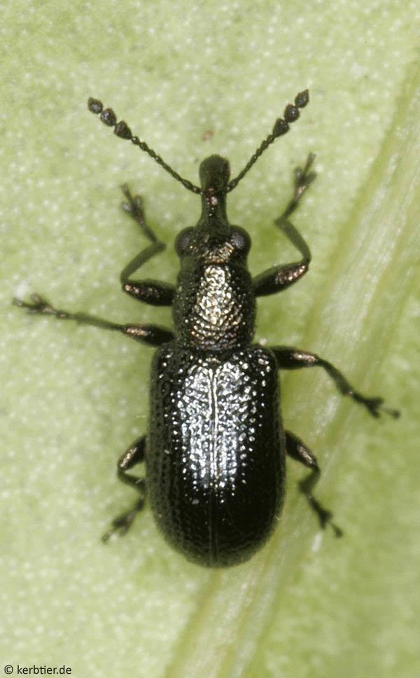 Rhynchitidae Photo overview Rhynchitidae toothnosed snout beetles of Germany