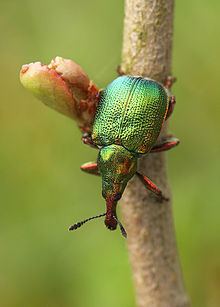 Rhynchitidae httpsuploadwikimediaorgwikipediacommonsthu
