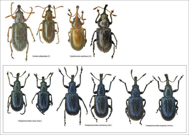 Rhynchitidae Cimberis Dyodirhynchus Pselaphorhynchites Lasiorhynchites