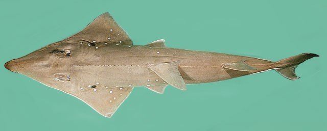 Rhynchobatus Rhynchobatus australiae SharkReferences