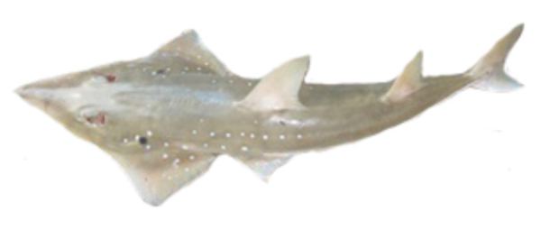 Rhynchobatus Fish Identification