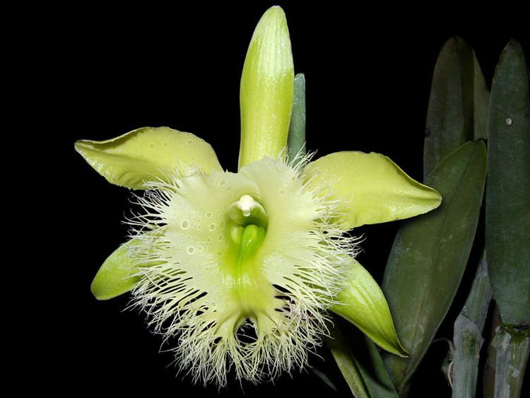 Rhyncholaelia Seven Surprising Facts of the Rhyncholaelia Digbyana Belize Orchids
