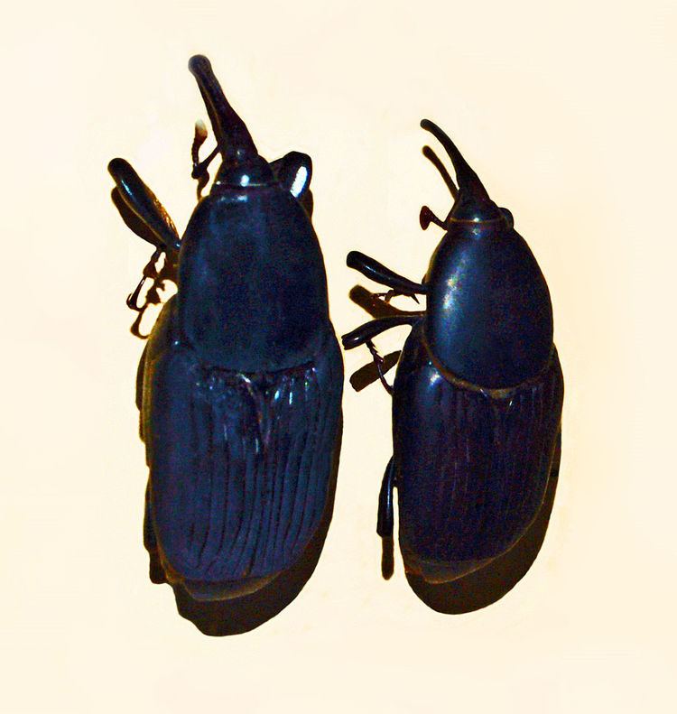Rhynchophorus bilineatus httpsuploadwikimediaorgwikipediacommonsthu