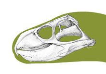 Rhynchosaurus httpsuploadwikimediaorgwikipediacommonsthu