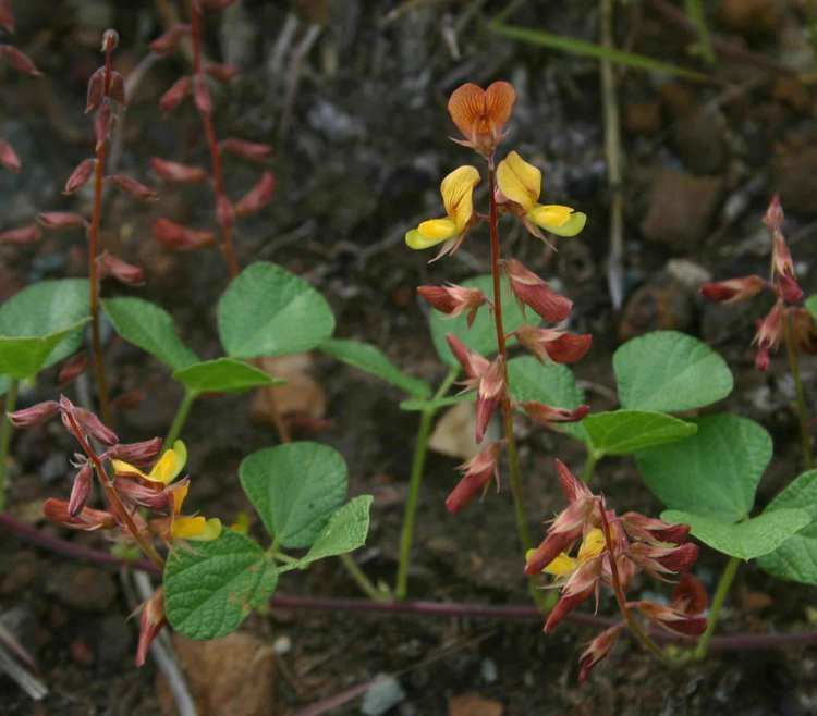 Rhynchosia Flora of Zimbabwe Species information individual images