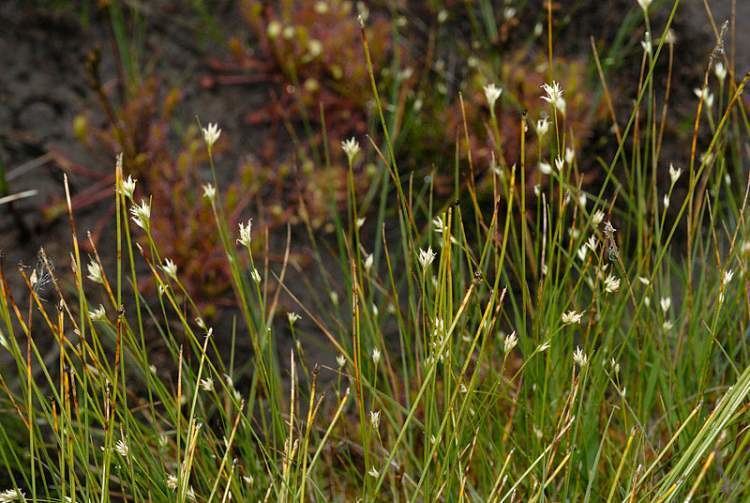 Rhynchospora alba Rhynchospora alba L Vahl white beaksedge