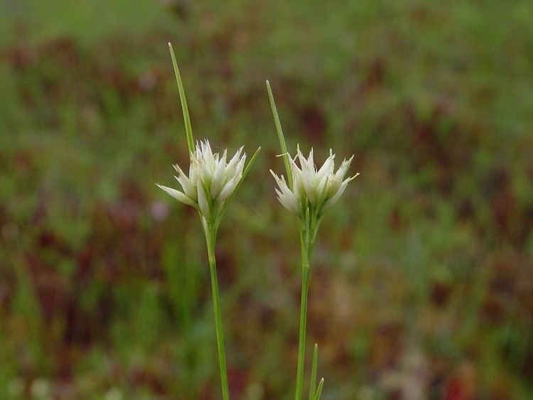 Rhynchospora alba Rhynchospora alba white beaksedge Go Botany