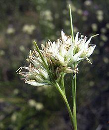 Rhynchospora alba httpsuploadwikimediaorgwikipediacommonsthu
