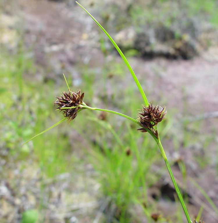 Rhynchospora capitellata Rhynchospora capitellata brownish beaksedge Go Botany