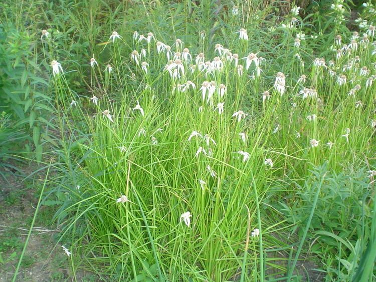 Rhynchospora colorata Rhynchospora colorata Whitetop Sedge on PlantPlacescom