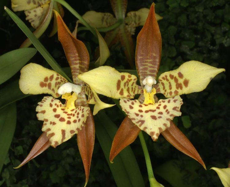 Rhynchostele 1000 images about Rhynchostele Orchids on Pinterest Home The o