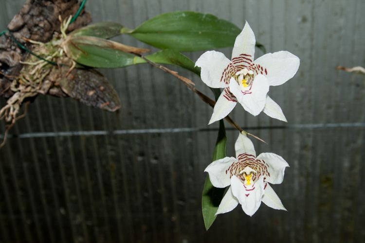 Rhynchostele Species Specific Forum Growing Orchids and Hybrids View topic