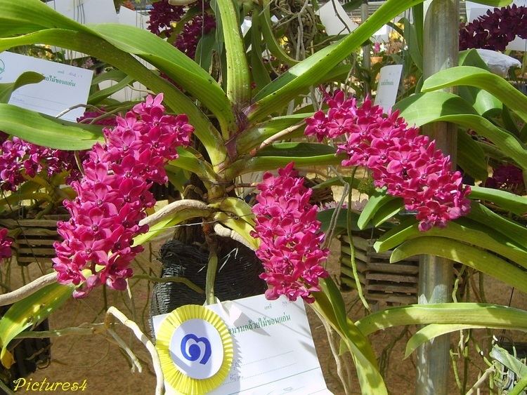 Rhynchostylis Rhynchostylis Orchids Orchid Flower Fruit Plant Tree Pictures