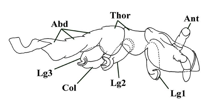 Rhyniella praecursor The Rhynie Chert Collembolan