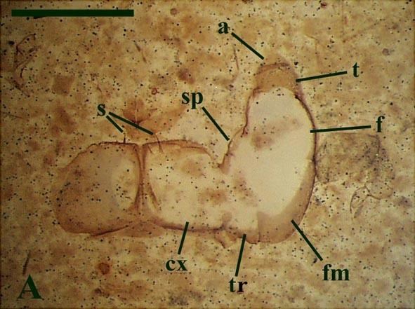 Rhyniella praecursor The Rhynie Chert Fauna