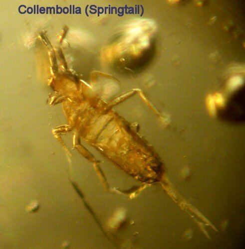 Rhyniella praecursor Collembola Insect Fossils Gallery Springtails