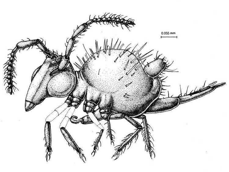 Rhyniella praecursor Checklist of the Collembola Paleontology