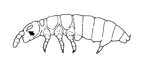 Rhyniella praecursor Checklist of the Collembola of the World