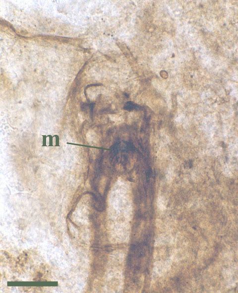 Rhyniognatha The Rhynie Chert Fauna