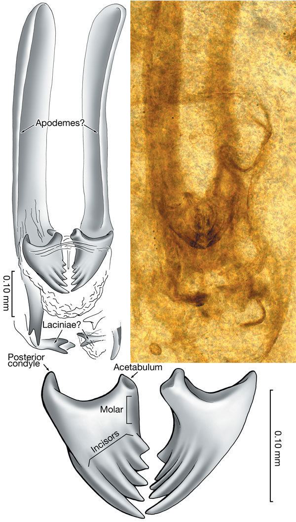 Rhyniognatha Untitled Document