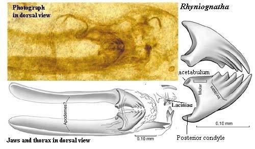 Rhyniognatha Palaeos Arthropoda Insecta Pterygota Paleoptera