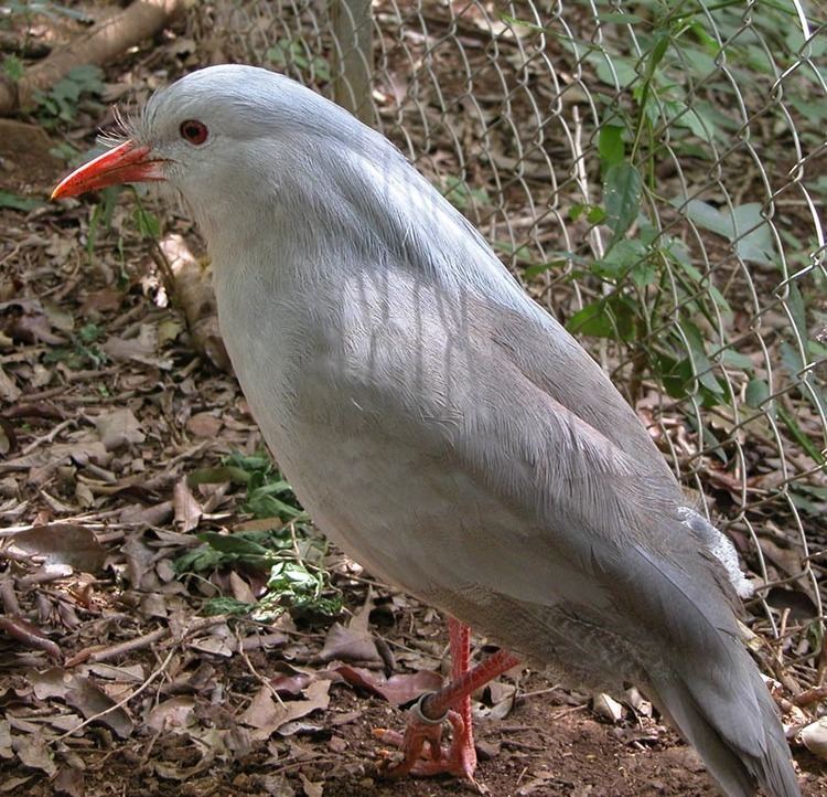 Rhynochetos Kagu Wikipedia