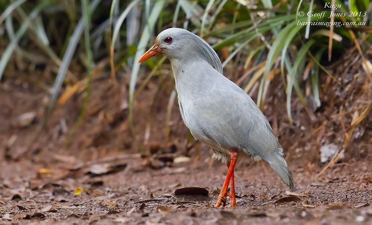 Rhynochetos Kagu Rhynochetos jubatus Barraimaging