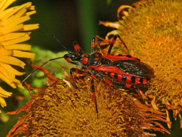 Rhynocoris - Alchetron, The Free Social Encyclopedia