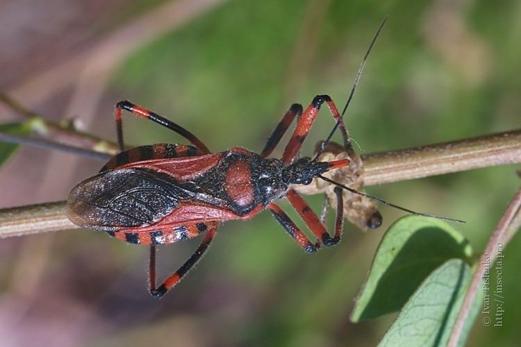 Rhynocoris - Alchetron, The Free Social Encyclopedia