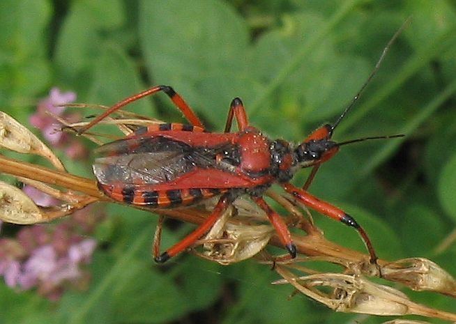 Rhynocoris iracundus Rhynocoris iracundus Poda 1761 Checklist View