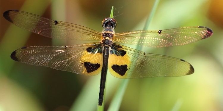 Rhyothemis phyllis Results All Odonata Search