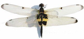 Rhyothemis phyllis Dragonfly Rhyothemis phyllis