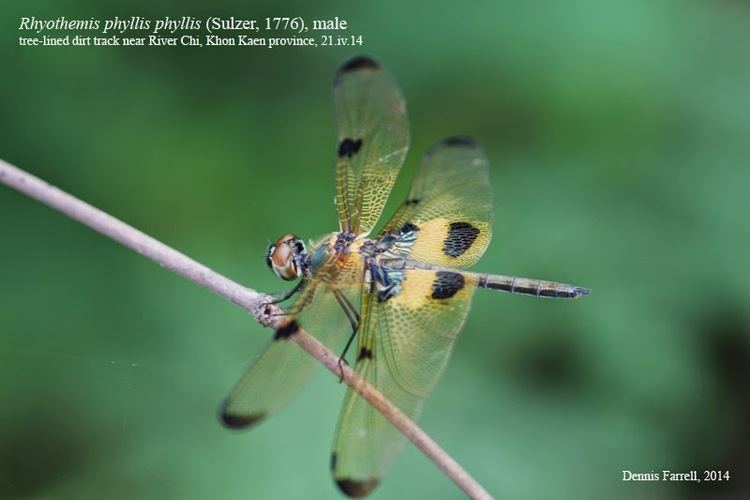 Rhyothemis phyllis Dragonflies amp damselflies of Thailand 104 Rhyothemis phyllis