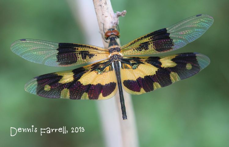 Rhyothemis variegata Dragonflies amp damselflies of Thailand 32 Rhyothemis variegata