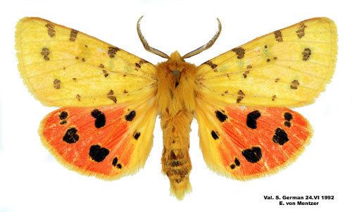 Rhyparia purpurata Rhyparia purpurata Insecta Lepidoptera Arctiidae