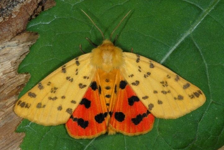 Rhyparia purpurata European Lepidoptera and their ecology Rhyparia purpurata