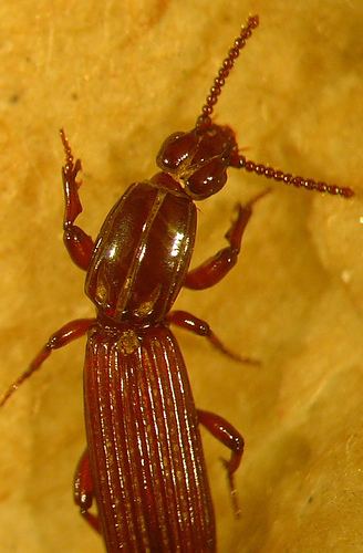 Rhysodidae Rhysodidae Clinidium sppWrinked Bark Beetle Clinidium