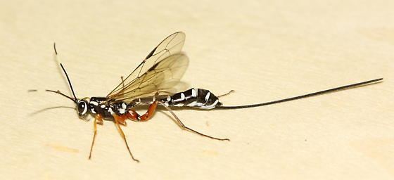 Rhyssa Ichneumon Wasp Rhyssa lineolata BugGuideNet