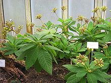 Rhytidophyllum httpsuploadwikimediaorgwikipediacommonsthu