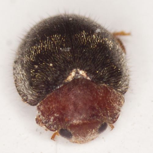 Rhyzobius Lady Beetle Rhyzobius lophanthae BugGuideNet