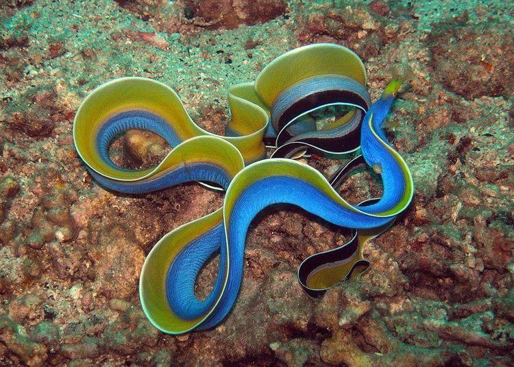 Ribbon eel The Blue Ribbon Eel Rhinomuraena quaesita REEFEDITION